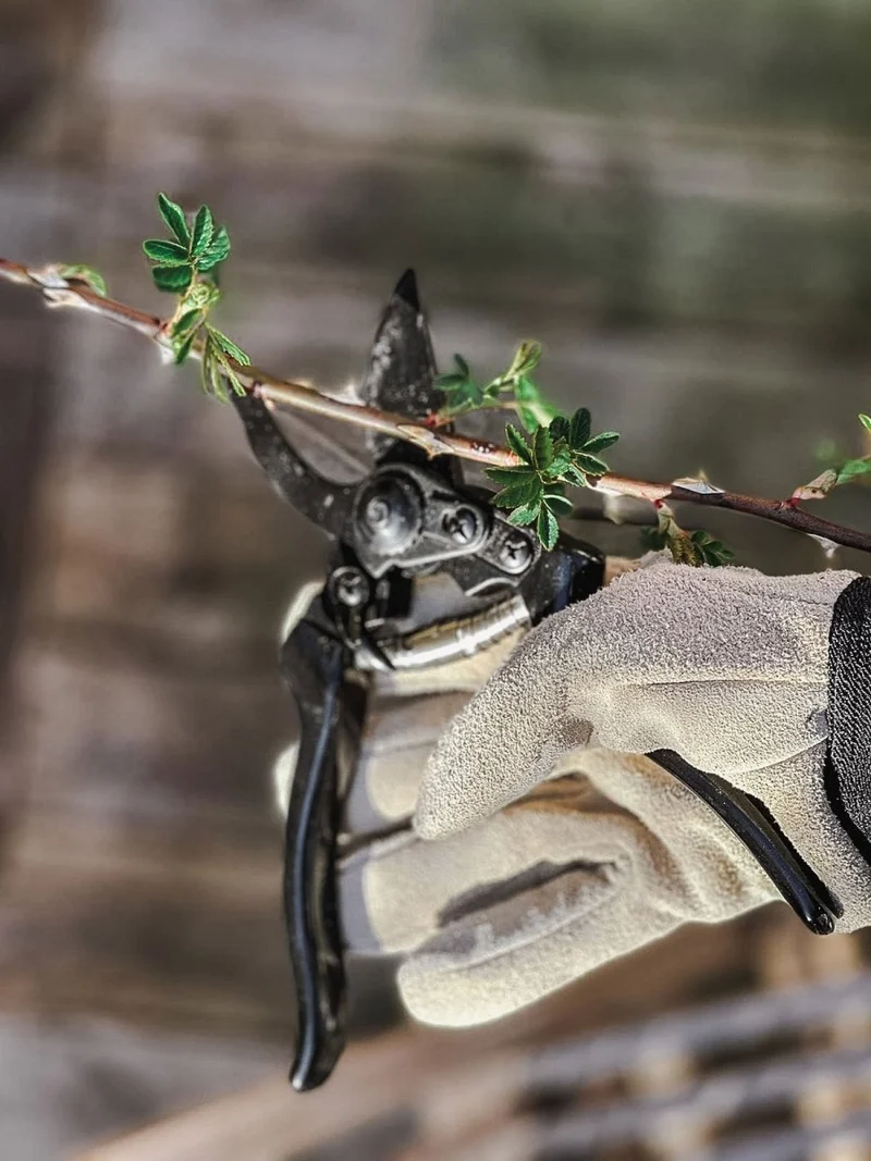 Pruning Set Deluxe