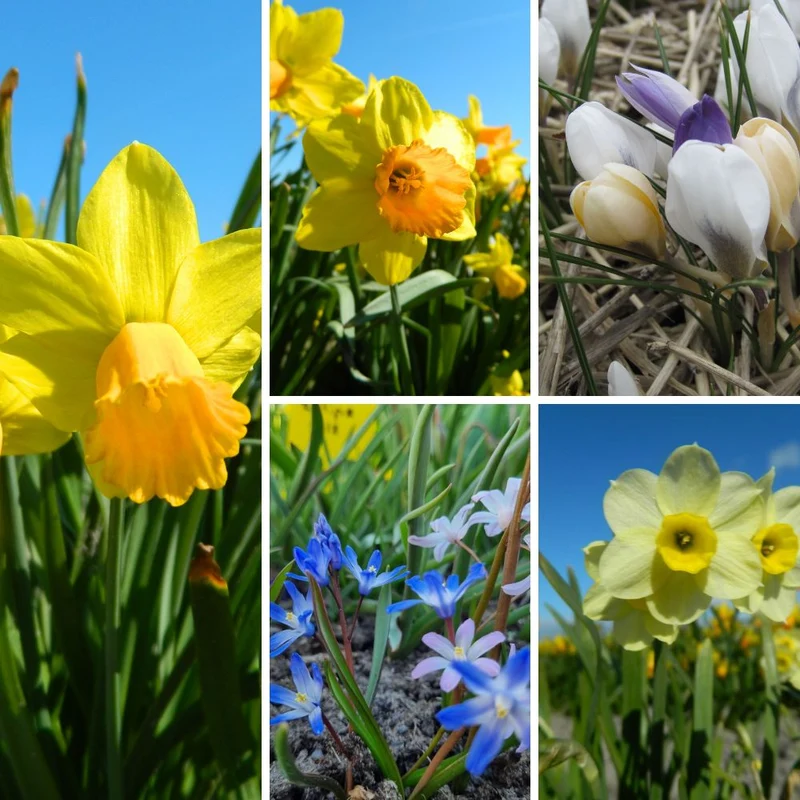 BIO Blumenzwiebel-Set 'Kleine Frühlingsboten'