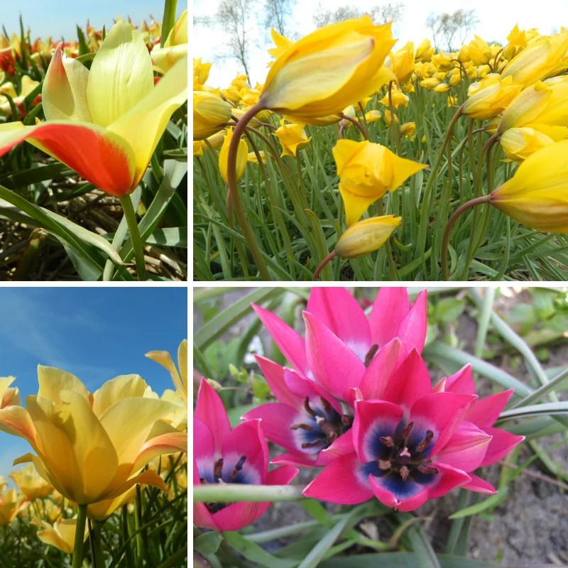 BIO Blumenzwiebel-Set 'Wilde Tulpen'