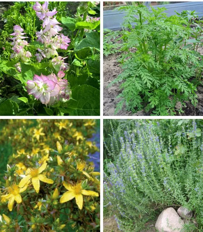 Saatgut-Set duftendes Kräuterbeet – Aromen und Farben für deinen Garten