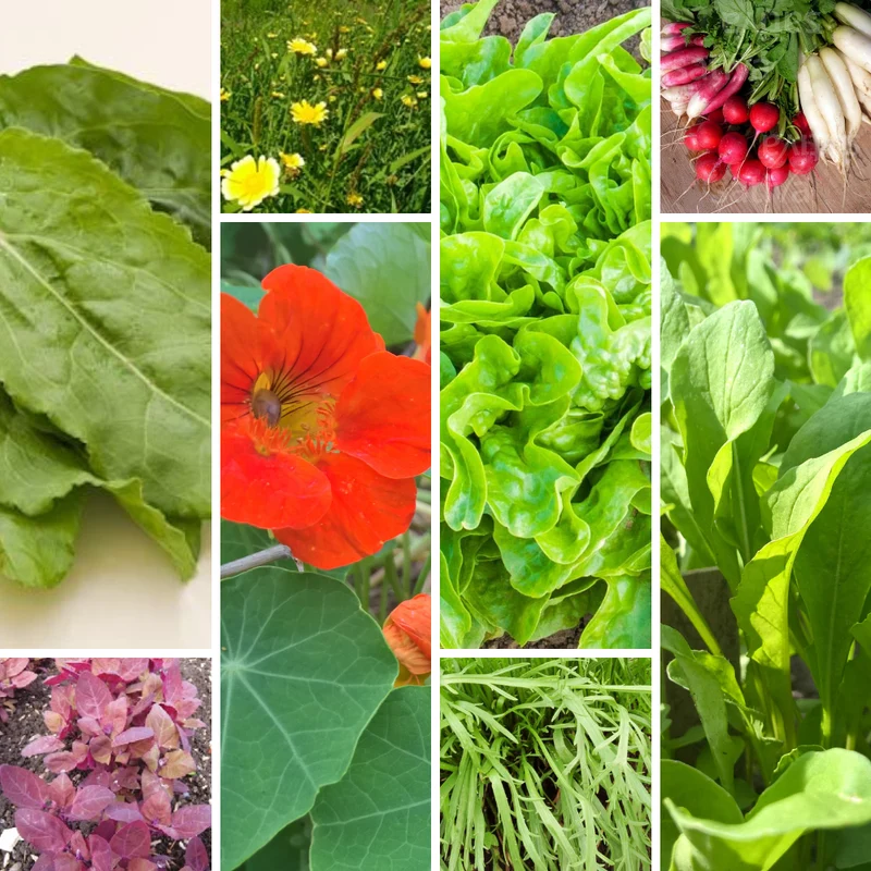 Saatgut-Set Salatbeet einfach & schnell