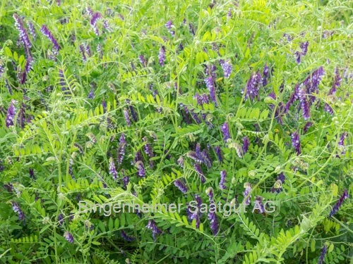 BIO Saatgut Gründüngung Zottelwicke 300g