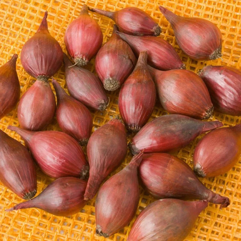BIO Rote Steckzwiebeln Red Baron, Frühjahr