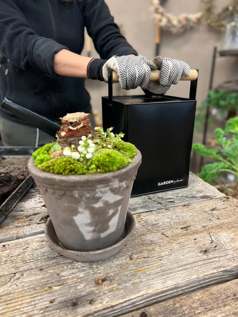 Watering Can Premium