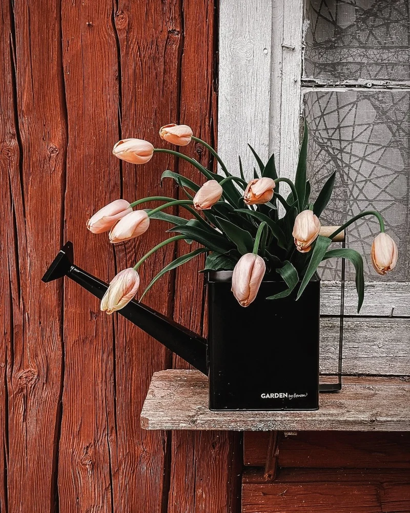Watering Can Premium