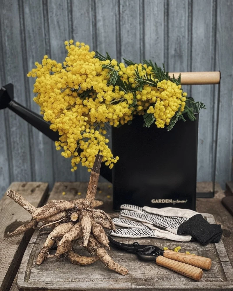 Watering Can Premium