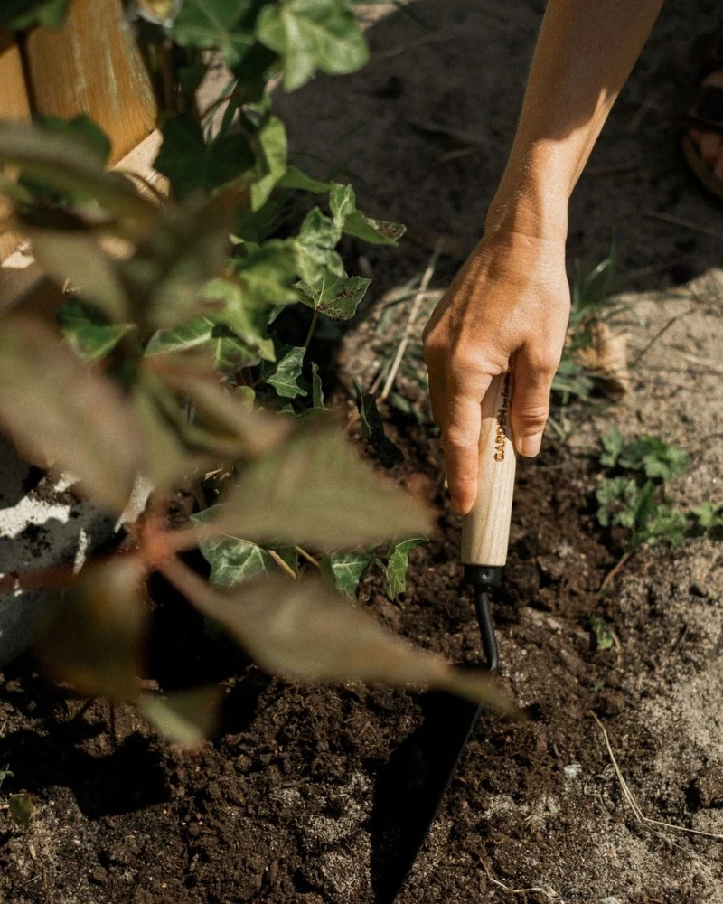 Hand tool Spade Planting