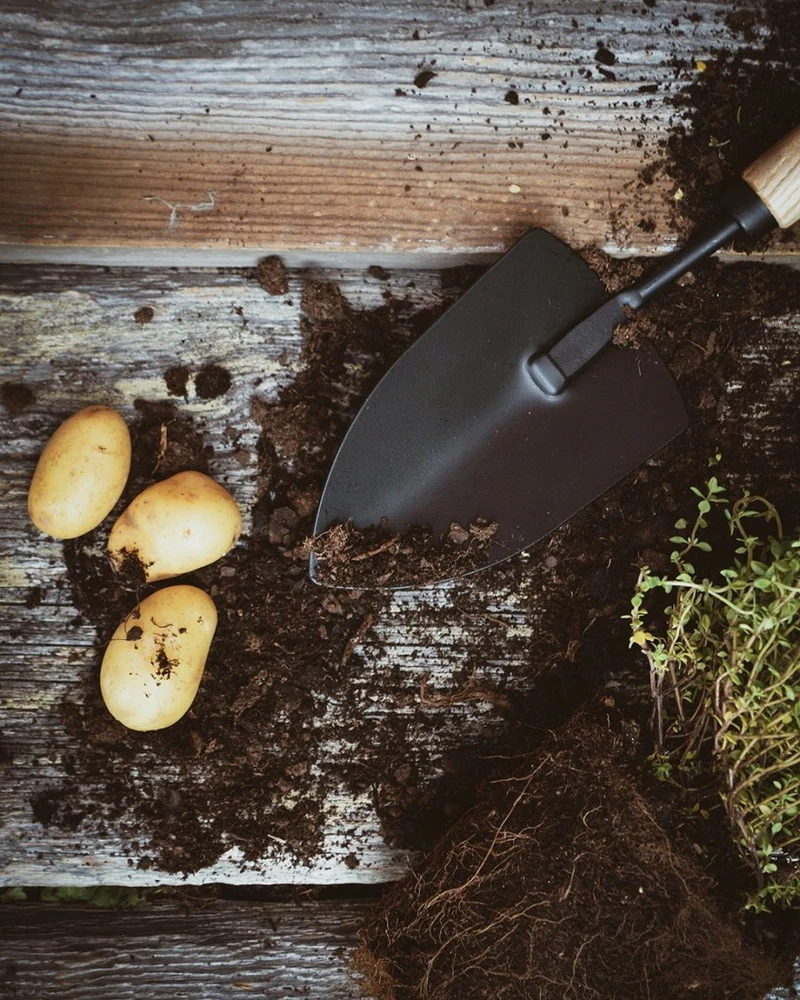 Hand tool Spade Planting