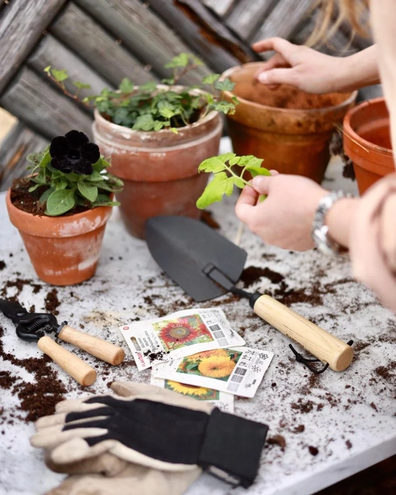 Hand tool Spade Planting