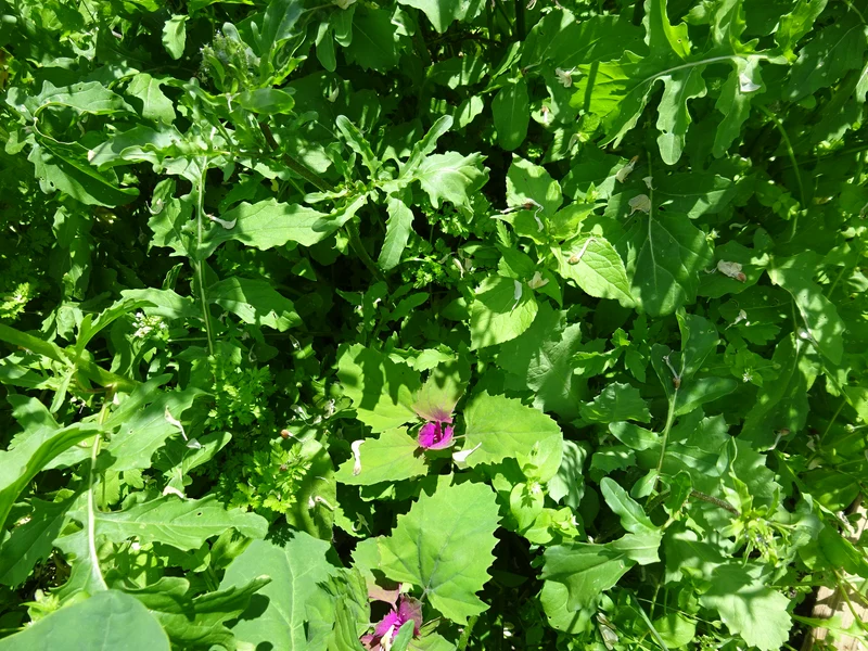 BIO Saatgut Bunter Wildsalatmix