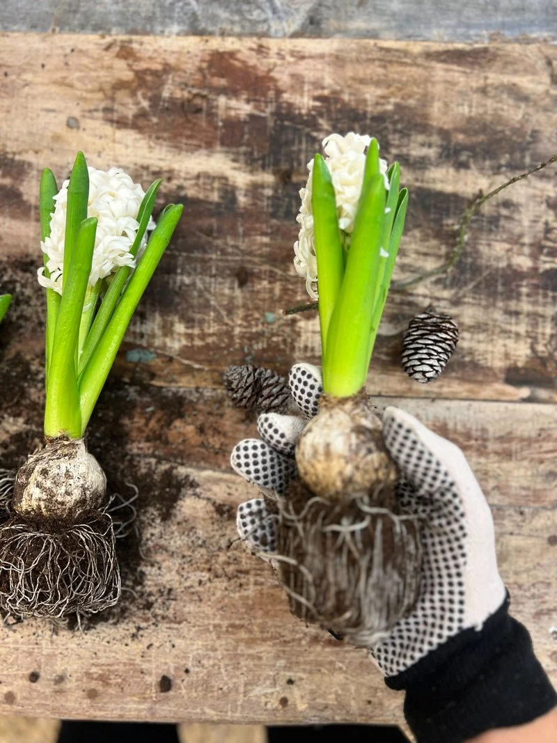Garden Gloves - Basic