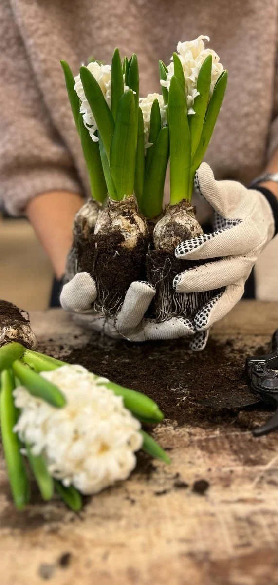 Garden Gloves - Basic