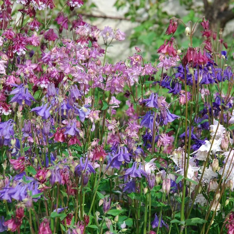 BIO Saatgut Gartenakelei