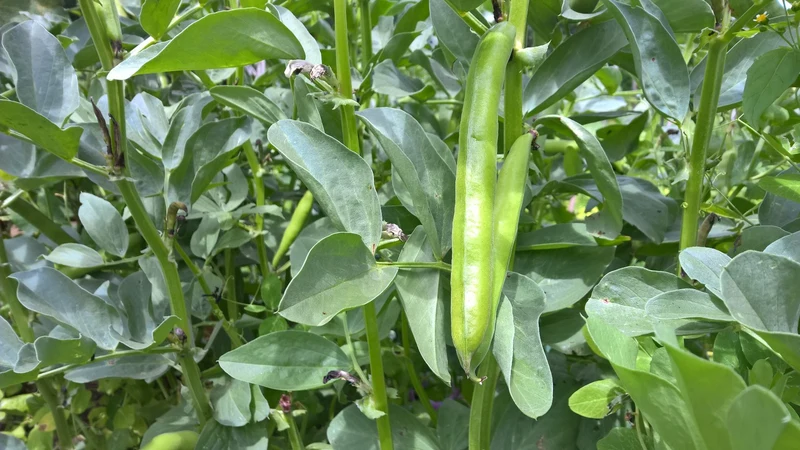 BIO Saatgut Dicke Bohne Hangdown grünkernig