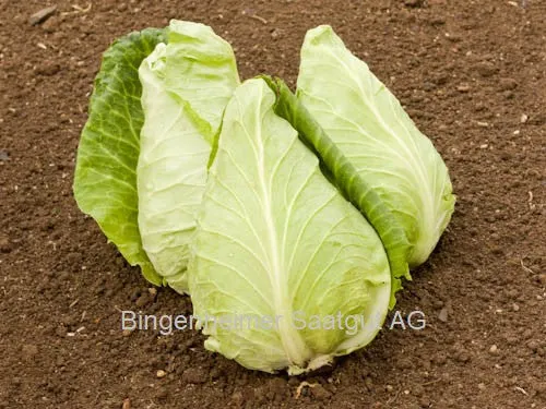 BIO Saatgut Spitzkohl Eersteling