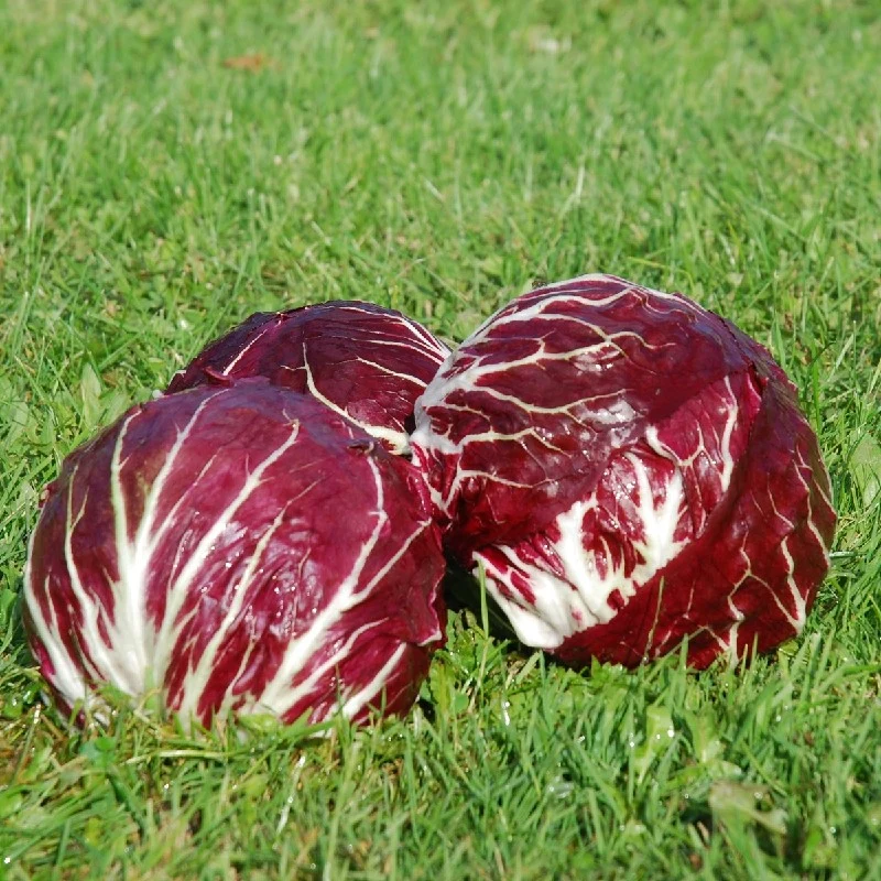 BIO Saatgut Radicchio Palla rossa 706 TT