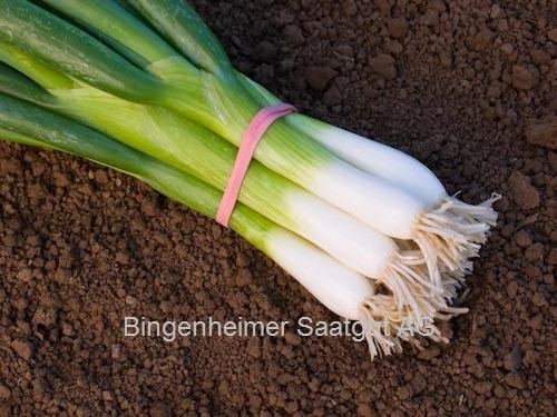 BIO Saatgut Lauchzwiebel Ischikrona