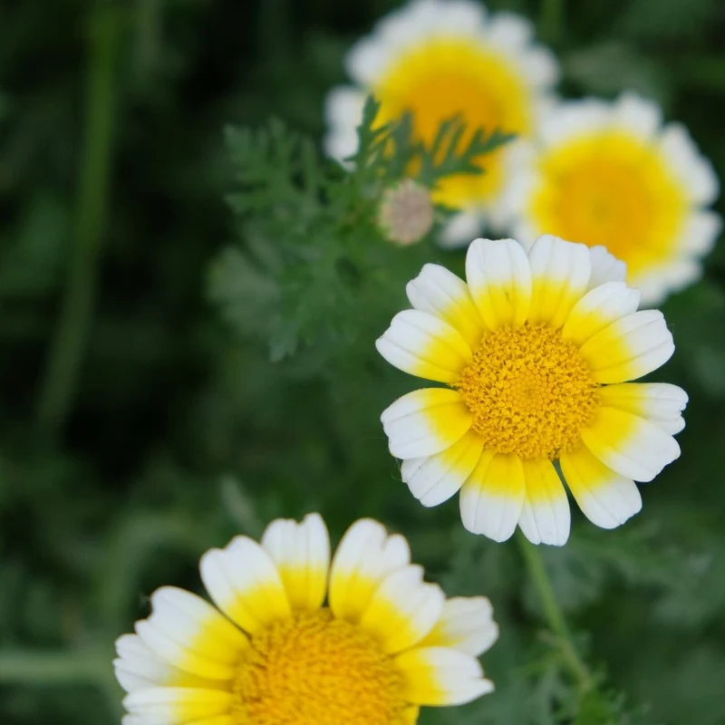 BIO Saatgut Speisechrysantheme