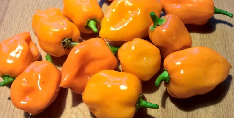 BIO Saatgut Chili Habanero orange