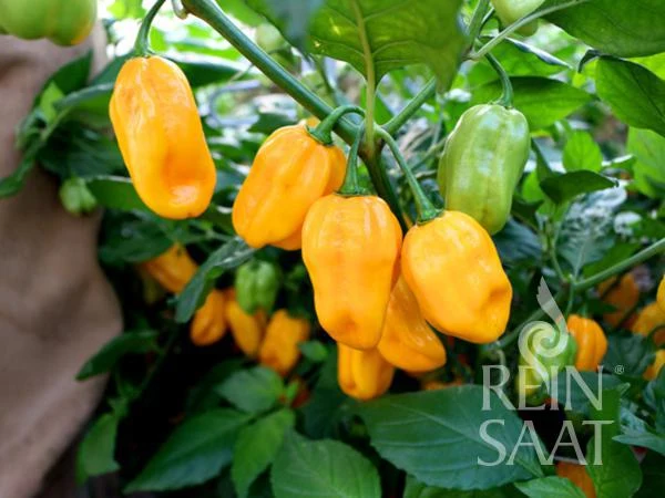 BIO Saatgut Chili Habanero orange