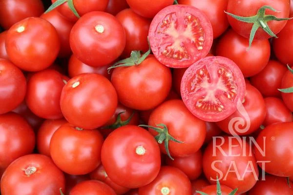 BIO Saatgut Buschtomate Jani