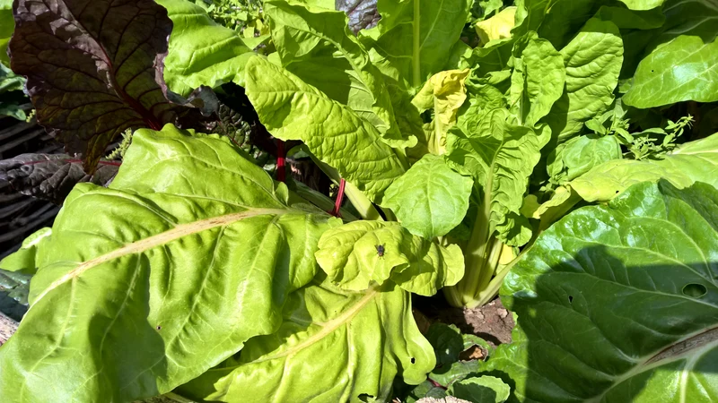 BIO Saatgut Schnittmangold Grüner Schnitt