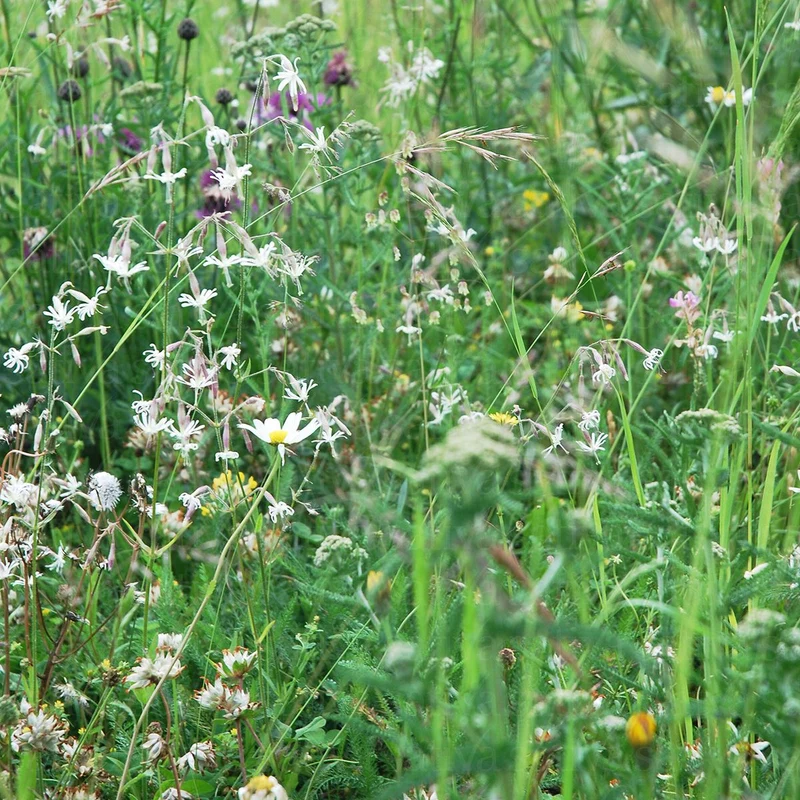 BIO Saatgut Wildblumenmischung Trockenwiesenkräuter