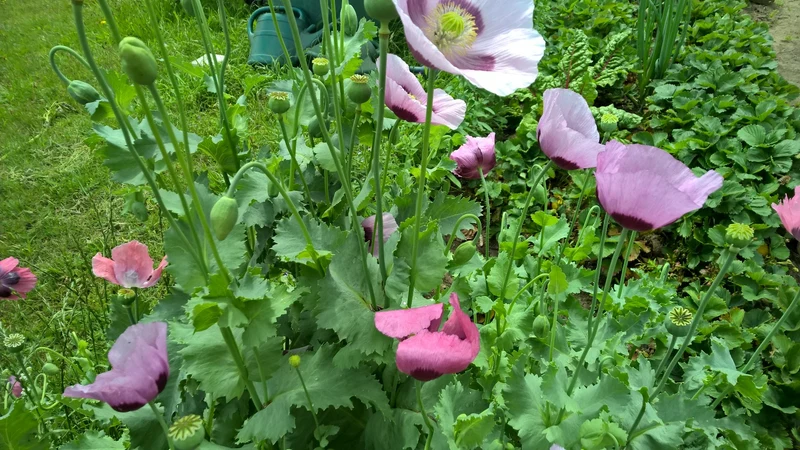 BIO Saatgut Mohn Planéte rouge du Jura