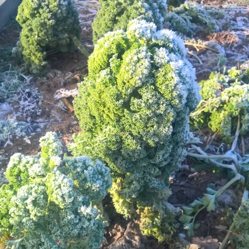 BIO Saatgut Grünkohl Westerländer Winter