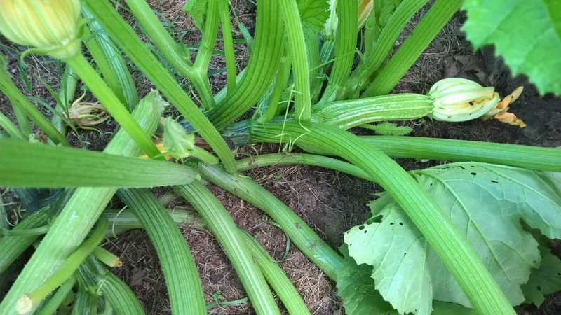 BIO Saatgut Zucchini Costates Romanesco
