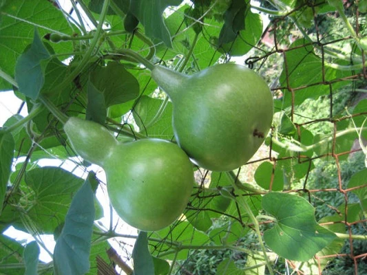 BIO Saatgut Kalebasse