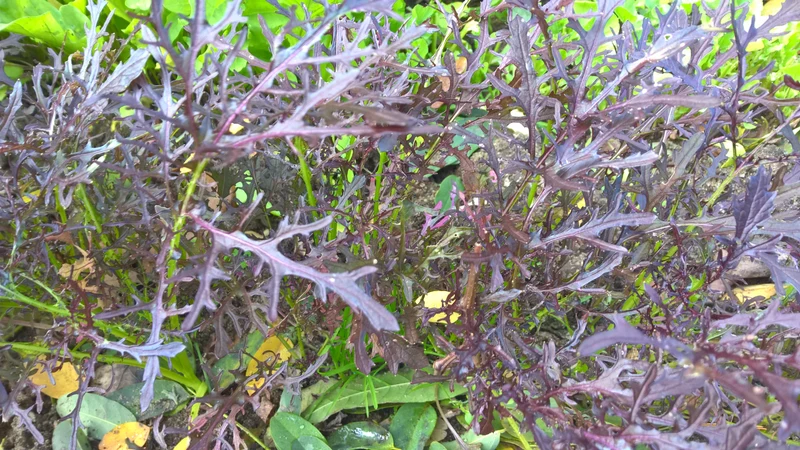 BIO Saatgut Asiasalat Moutarde rouge metis