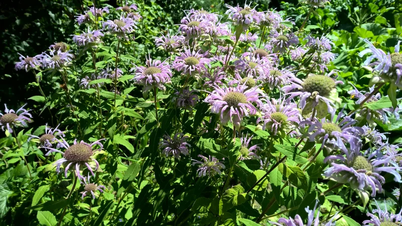 BIO Saatgut Bergamotte Monarde