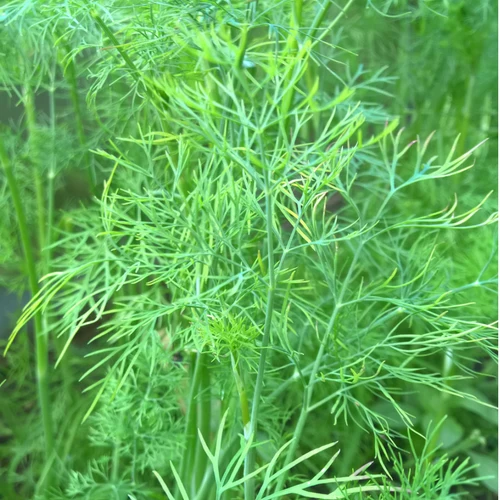 BIO Saatgut Dill