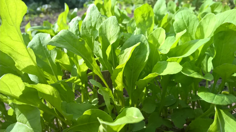 BIO Saatgut Salatrauke Rucola