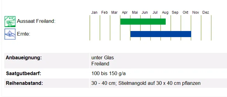 BIO Saatgut Mangold Glatter Silber