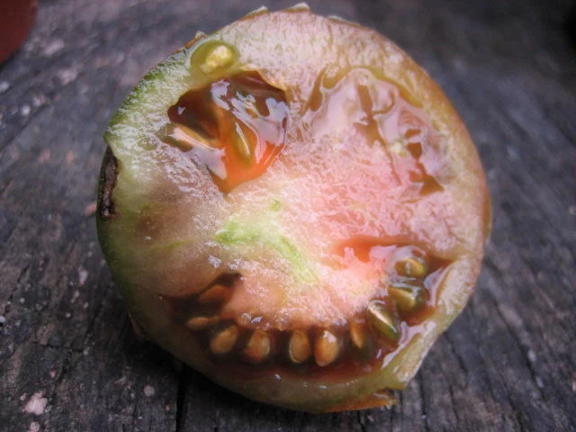 BIO Saatgut Salattomate tschernij prinz