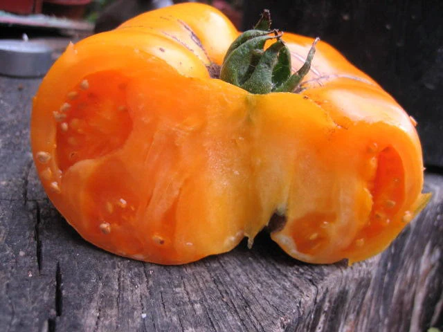 BIO Saatgut Fleischtomate Persimmon