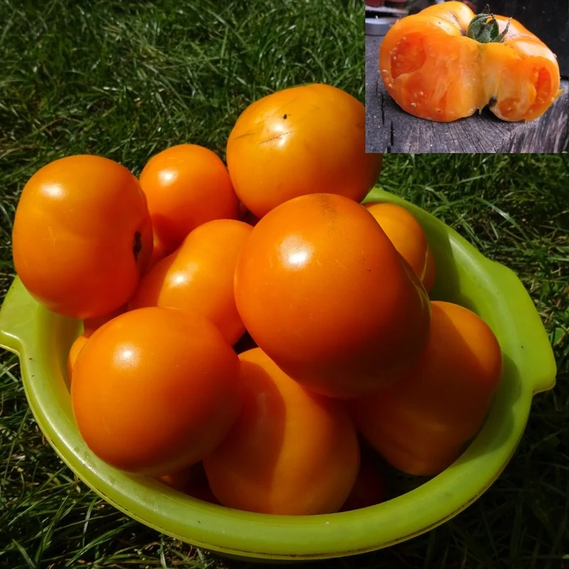 BIO Saatgut Fleischtomate Persimmon