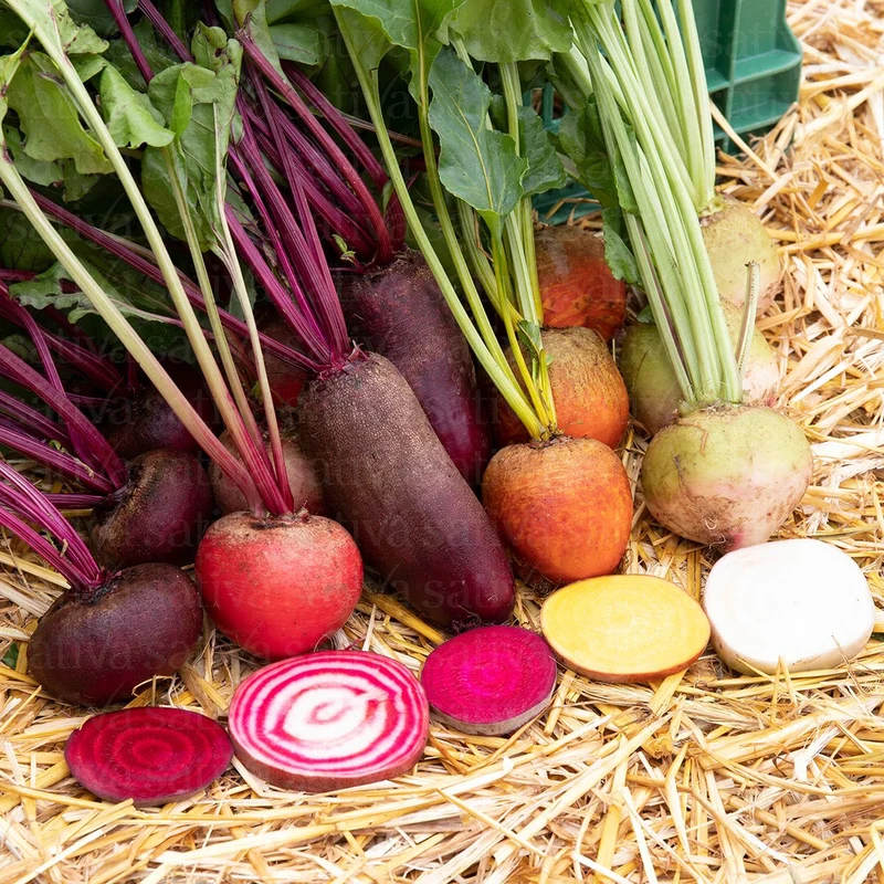 BIO Saatgut Bunte Bete Mischung