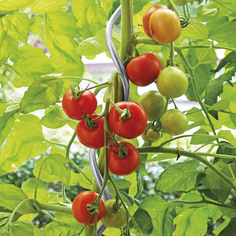 bellissa Tomatenspirale 150cm Ø 7mm verzinkt