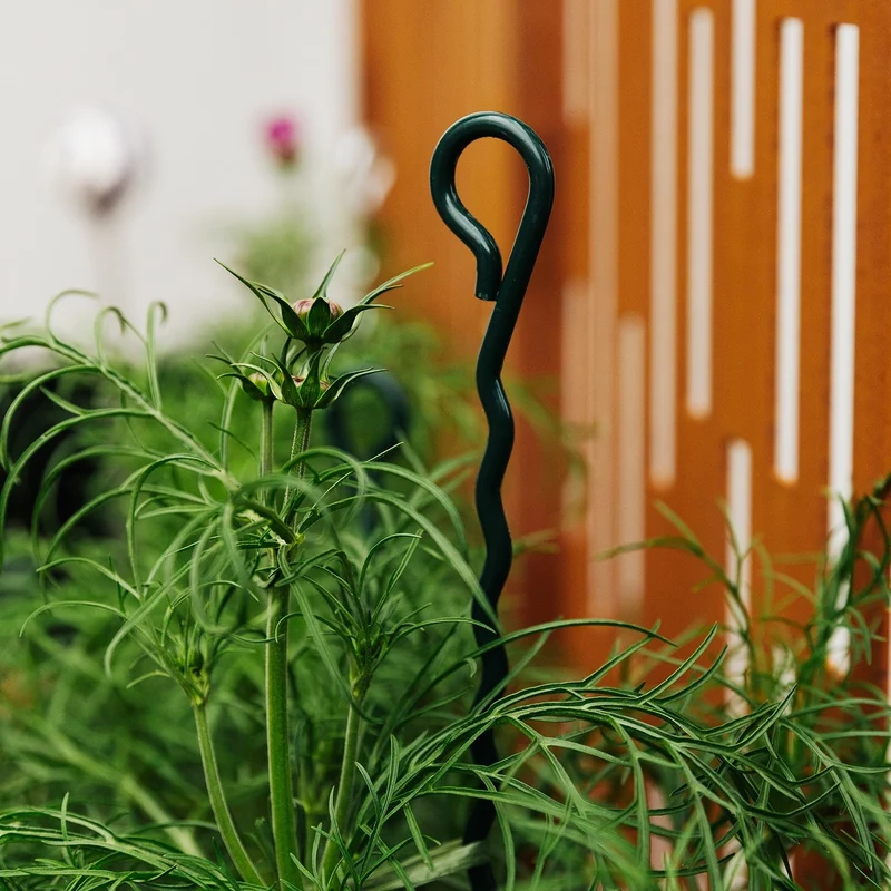 bellissa Mainau Dahlien Stütze