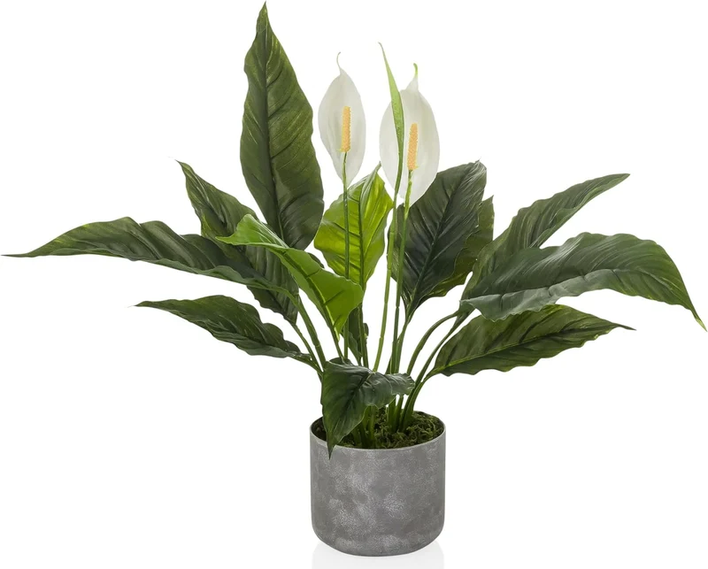 B-Ware hjh OFFICE Kunstpflanze Nachbildung Spathiphyllum 1 grün weiß Kunststoff 60x55cm