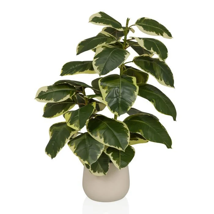 B-Ware HJH OFFICE Künstlicher Ficus Elastica Höhe 85 Zentimeter grün weiss