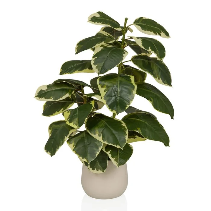 B-Ware HJH OFFICE Künstlicher Ficus Elastica Höhe 85 Zentimeter grün weiss