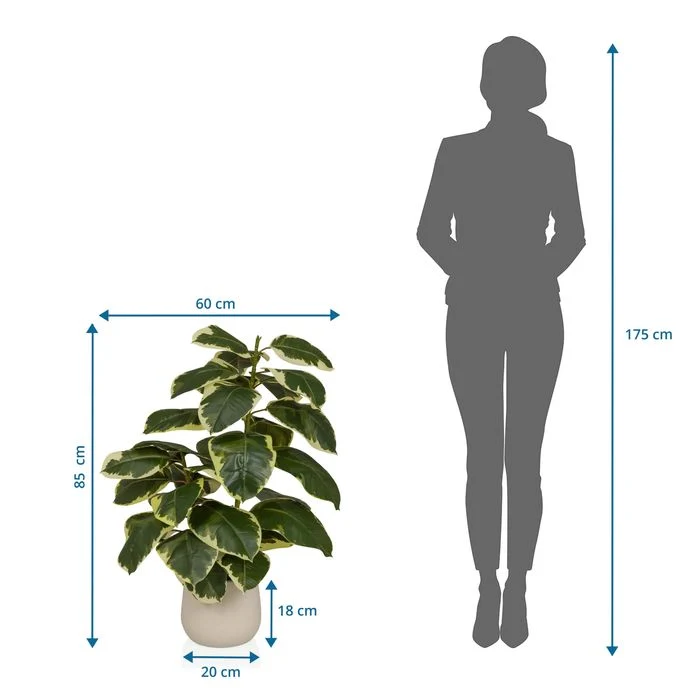 B-Ware HJH OFFICE Künstlicher Ficus Elastica Höhe 85 Zentimeter grün weiss